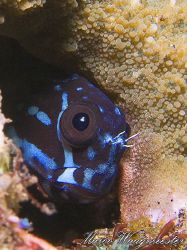 Blenny Is At Home. (Canon G9, Inon D2000w, UCL165) by Marco Waagmeester 
